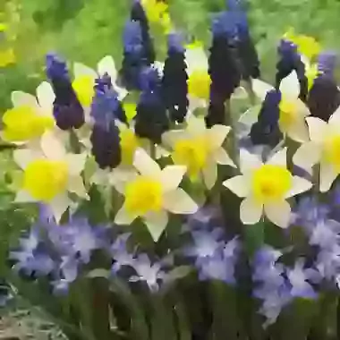 Rockery Collection 2